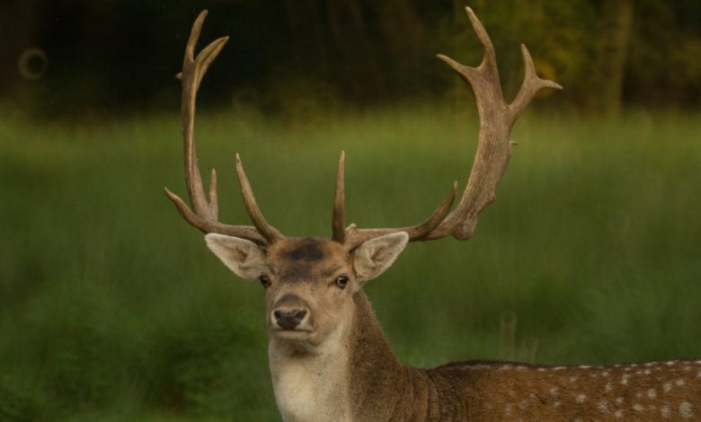 Manitoba reports first chronic wasting disease case; bans hunting where animal found