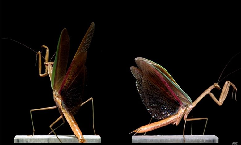 Video: These mesmerizing insect flight scenes shot at 6,000 fps: Digital photography review