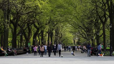 City trees are turning green early, food and pollinator warning reminders: NPR