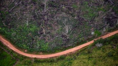 Nations with 85% of Earth's forests pledge to reverse deforestation : NPR