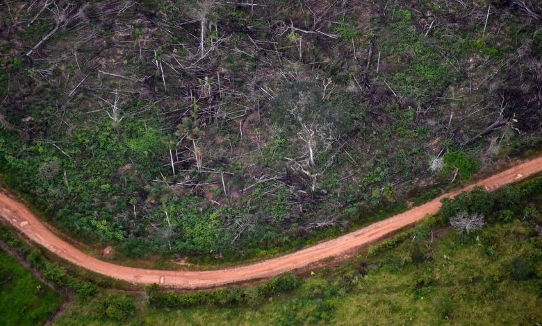 Nations with 85% of Earth's forests pledge to reverse deforestation : NPR