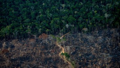 Amazon deforestation in Brazil increased by 22% in a year: NPR