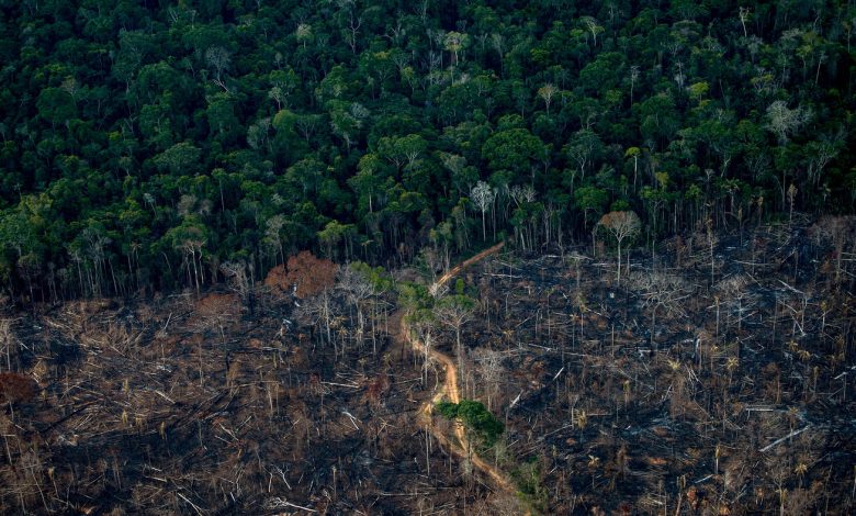 Amazon deforestation in Brazil increased by 22% in a year: NPR
