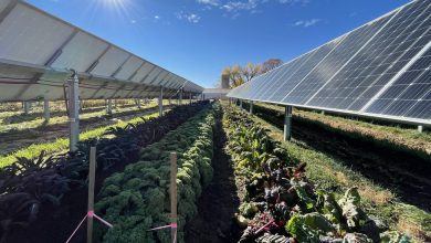 This Colorado 'solar garden' is a farm under solar panels : NPR