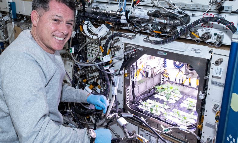 Astronauts grew green chile on the space station and made space tacos : NPR