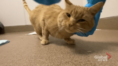 Adopt a Pet: Jenkins the cat