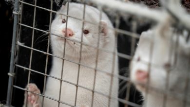 Mink farming in B.C. being phased out due to COVID-19