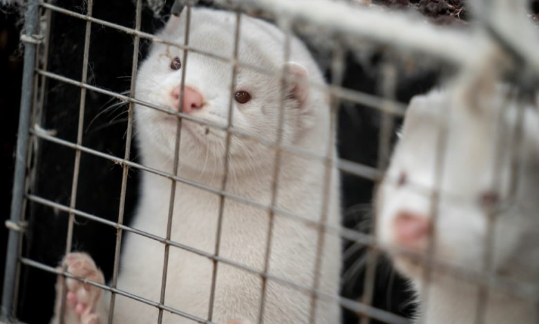 Mink farming in B.C. being phased out due to COVID-19