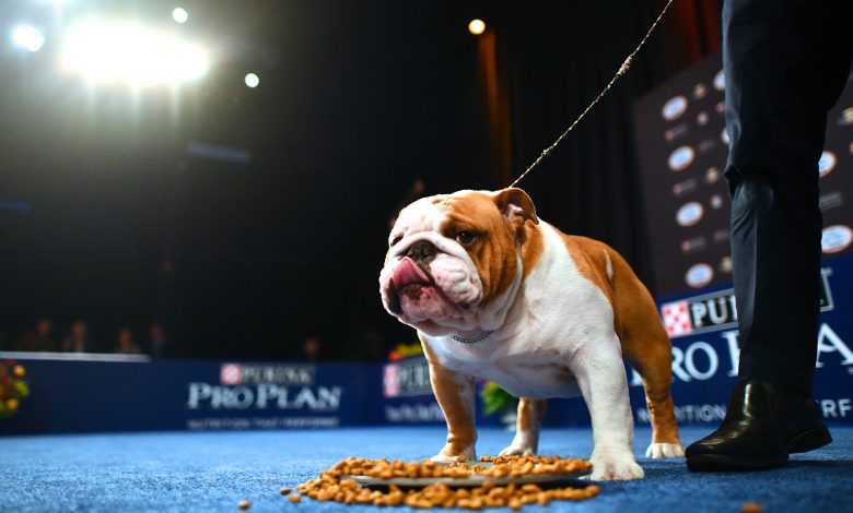 How to watch the National Dog Show 2021 on Thanksgiving: Time, TV schedule, live stream, and past winners
