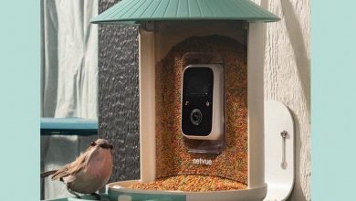 AI-Powered Bird Feeder Cameras