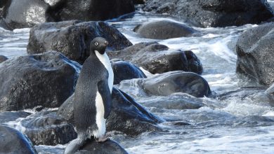 Antarctic penguin ends up on New Zealand shore, xxx miles from home : NPR