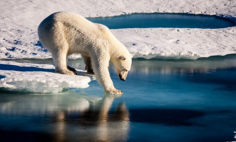 Conditions Were Not Golden For Polar Bears In The 1980s Despite What Activist Expert Claims – Watts Up With That?
