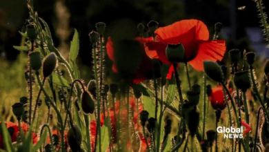 Paying tribute to the 100-year history of the poppy