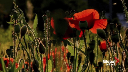 Paying tribute to the 100-year history of the poppy