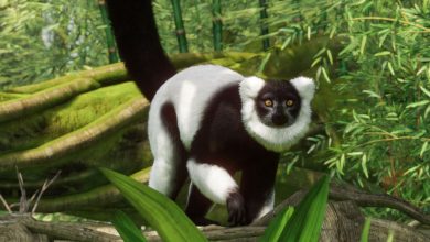 Planet Zoo adds lemurs and free anniversary cake updates