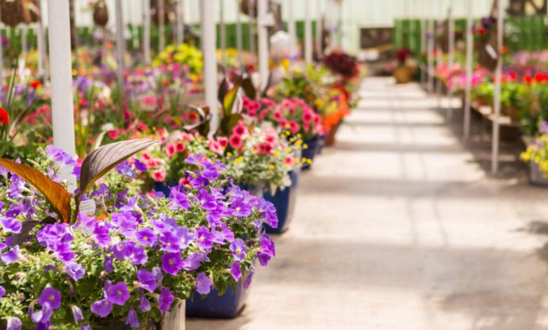 An online gardening platform is looking to hire a team of 10 people from different regions across the UK to be its ‘Christmas Centre Critics’, visiting garden centres in a £50/hr job role.