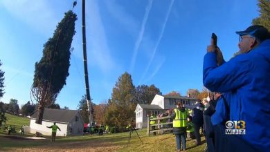 Maryland Spruce Cut, Set To Become Rockefeller Center Christmas Tree – CBS Baltimore