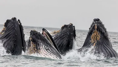 Whale Language May Be Soon Decoded by AI, May Help Humans Chat With Them