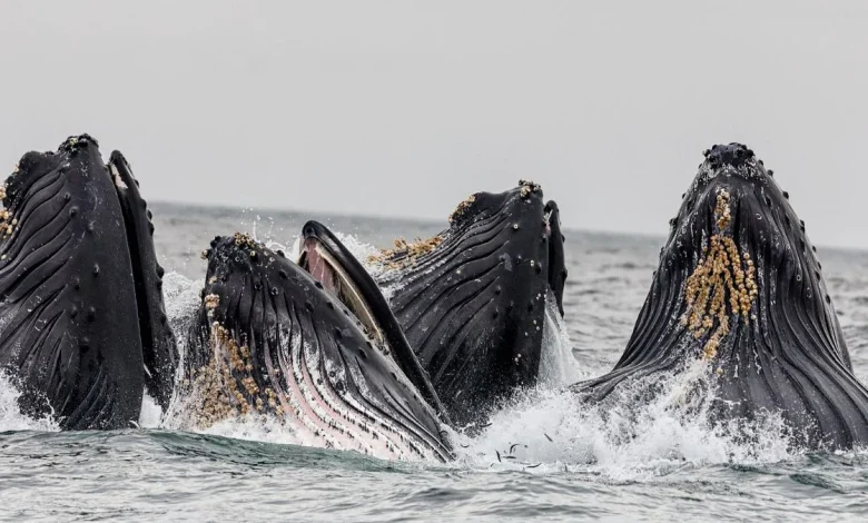 Whale Language May Be Soon Decoded by AI, May Help Humans Chat With Them
