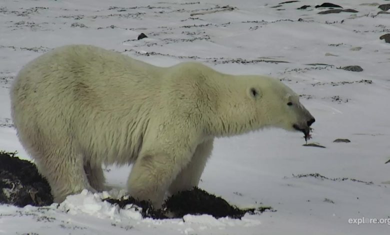 ‘Already too late’ to save Churchill polar bears claim a false NY Times climate change cliché for COP26 – Watts Up With That?