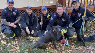 Blue Ash firefighters rescue dog trapped under patio