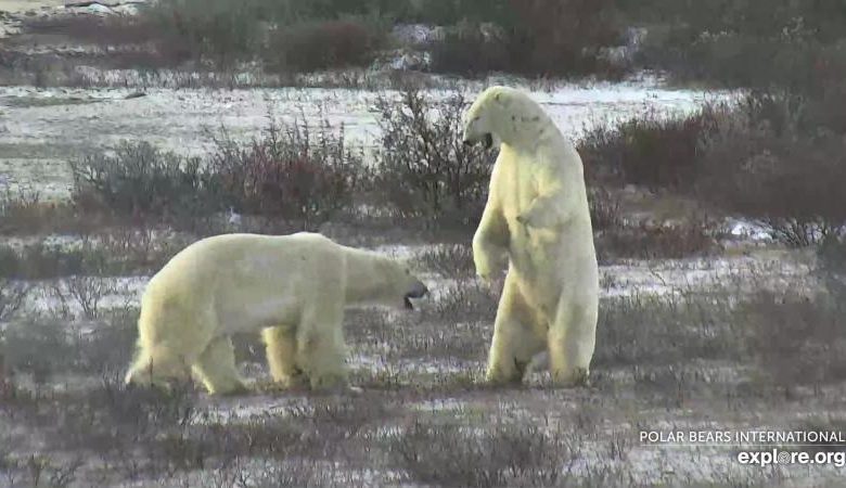 Polar bear watching in high gear near Churchill as everyone waits for the sea ice to form – Watts Up With That?