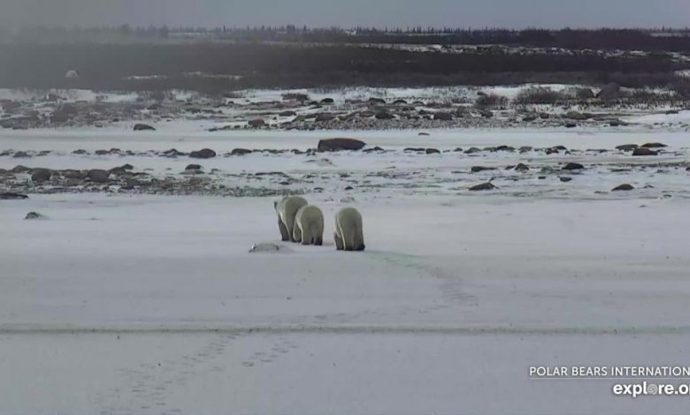 Late freeze for W. Hudson Bay Polar Bear at odds with ice conditions elsewhere - Rise with that?