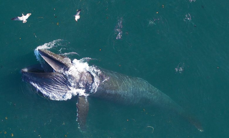 Big whales eat far more than scientists previously thought : NPR