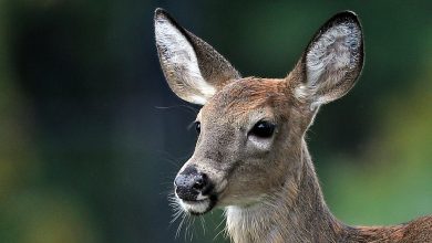 How SARS-CoV-2 in American deer could alter the course of the global pandemic