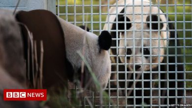 The 'rock star' pandas - not exactly a love story