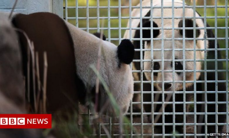 The 'rock star' pandas - not exactly a love story