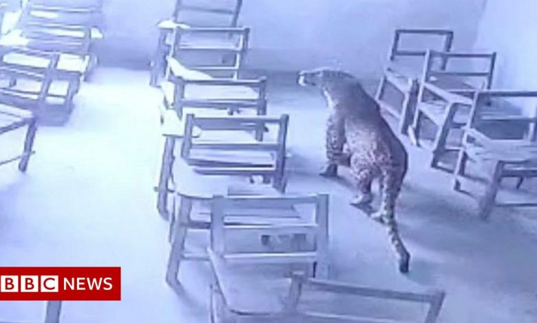 Curious leopard enters classroom in India