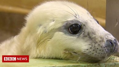 Storm Arwen: Orphaned seals at the Norfolk . animal shelter