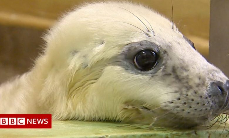 Storm Arwen: Orphaned seals at the Norfolk . animal shelter