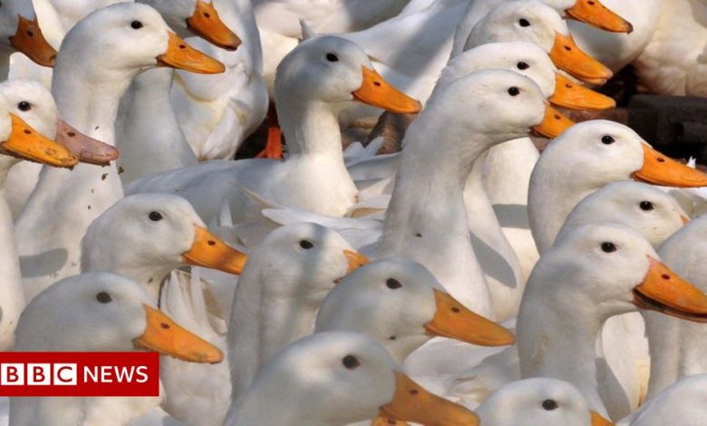 Aughnacloy: 27,000 ducks culled for suspected bird flu