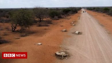 Drought wreaks havoc on wildlife and livestock in East Africa