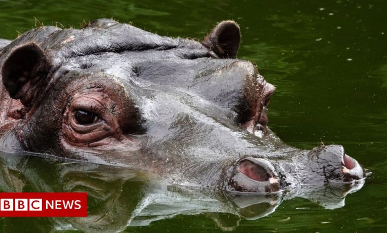 Hippo at Belgian zoo tests positive for Covid