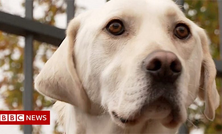 Stray Trouble Becomes Essex Fire Service's Top Dog