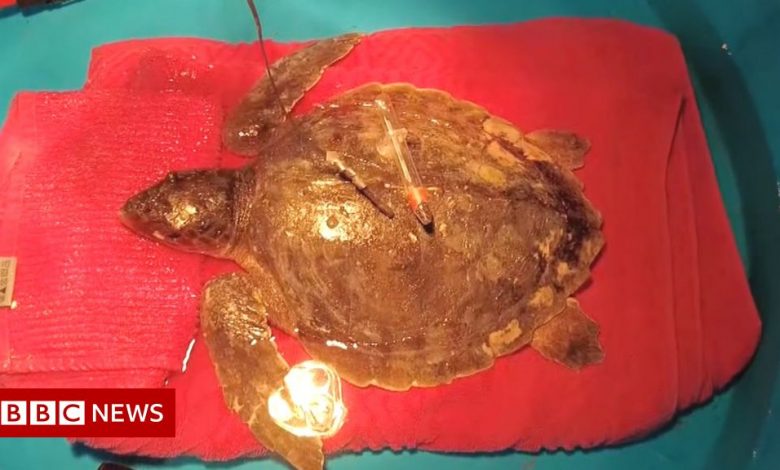 Rare turtle washes up on UK beach, 4,000 miles from home