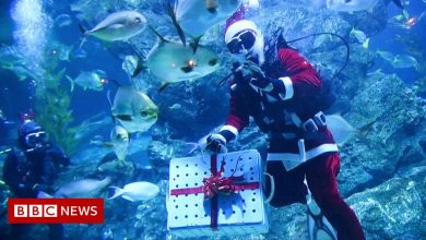 ICYMI: Santa scuba diving and other festive moments