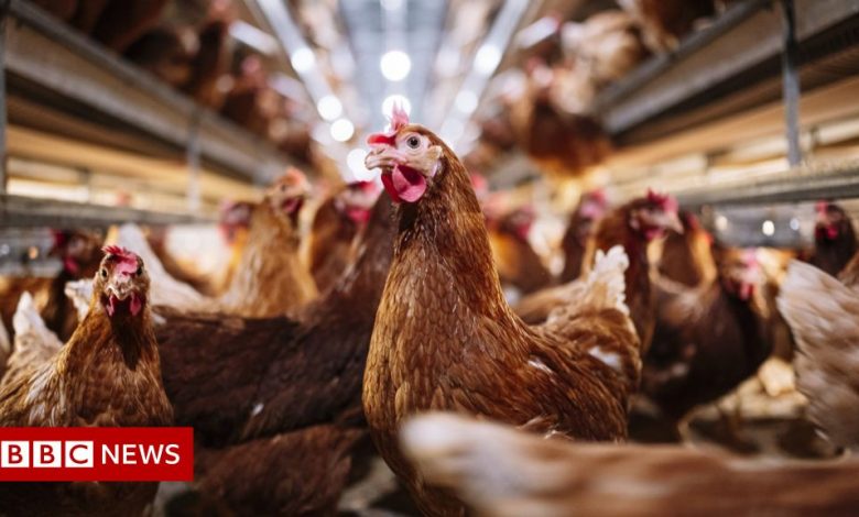 Bird flu: Two suspected cases in Markethill and Coagh
