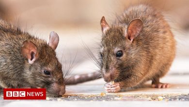 'If you eat here, you're eating with rats'