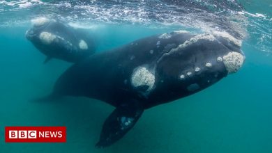 Southern Right Whale: Tracking Unexpected Migration in the Southern Ocean