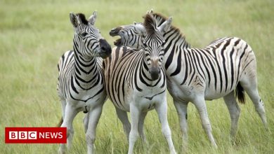 Two zebras return to a farm in the US after months on a rickshaw