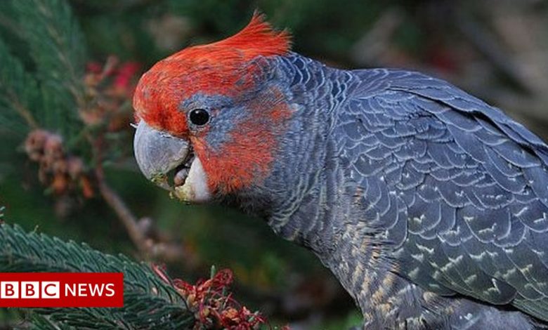 Song about birds colliding stars on Australian music charts
