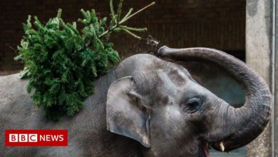 Animals at Berlin Zoo enjoy unsold Christmas trees