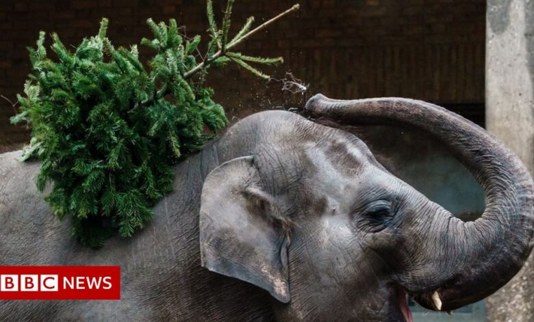Animals at Berlin Zoo enjoy unsold Christmas trees