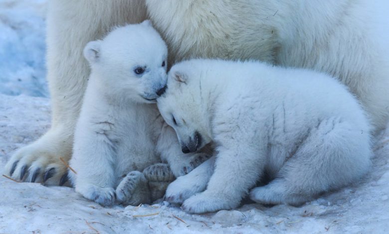 Svalbard sea ice level above average in November 2021 is associated with cub birth