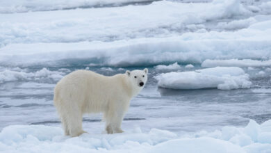 Mid-December Polar Bear Habitat Update - Are you enjoying it?