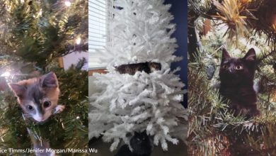 15 pictures of your cats conquering the Christmas tree